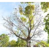 Bastard Poon Tree, Java Olive Tree Seeds 4.75 - 2