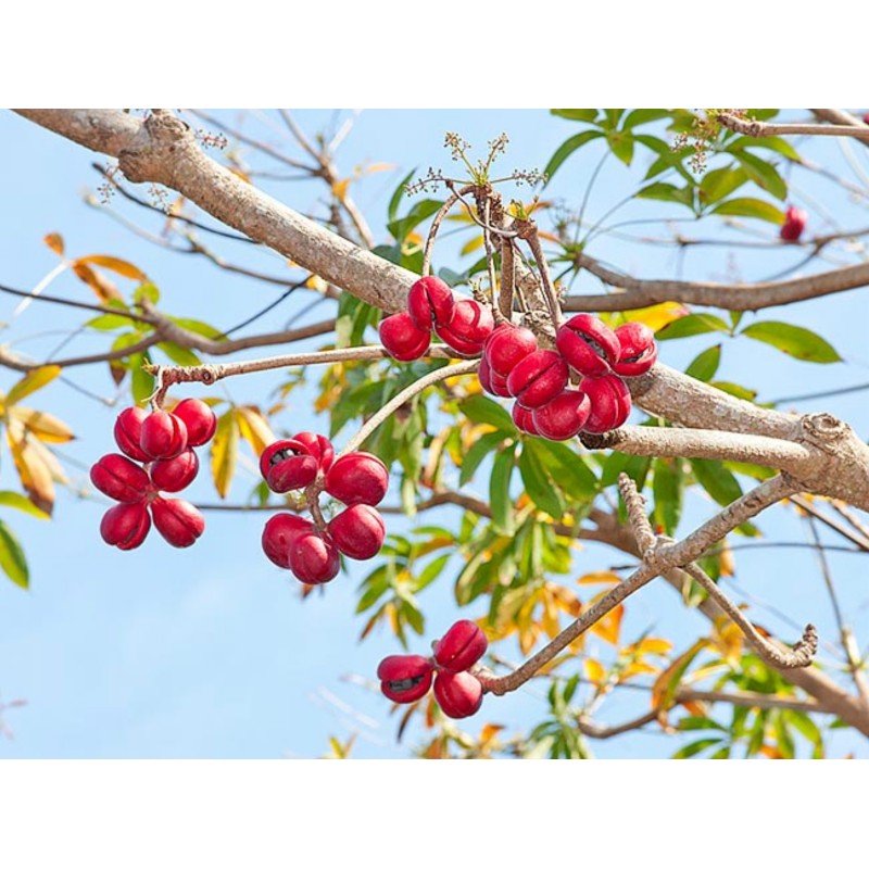 Bastard Poon Tree, Java Olive Tree Seeds 4.75 - 3
