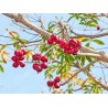 Bastard Poon Tree, Java Olive Tree Seeds 4.75 - 3