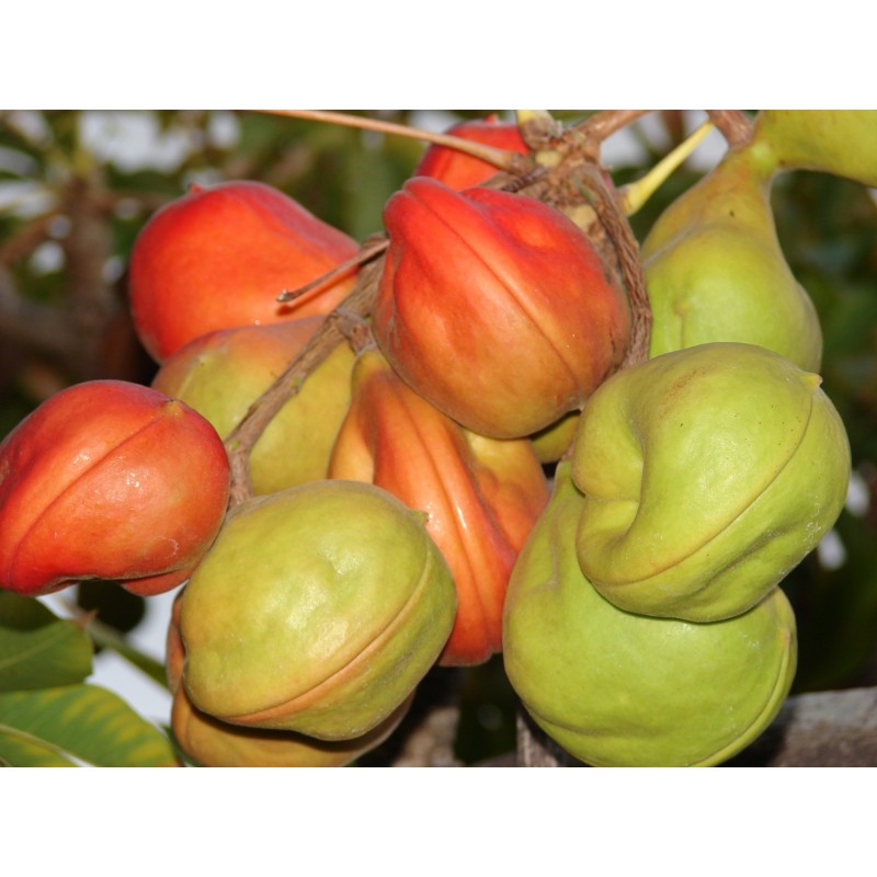 Bastard Poon Tree, Java Olive Tree Seeds 4.75 - 4