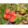 Bastard Poon Tree, Java Olive Tree Seeds 4.75 - 5