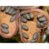 Bastard Poon Tree, Java Olive Tree Seeds 4.75 - 6