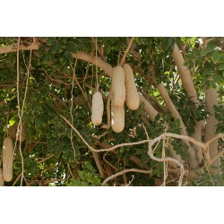 Graines L’arbre à saucisses ou saucissonnier (Kigelia africana) 2.049999 - 7