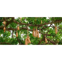 Graines L’arbre à saucisses ou saucissonnier (Kigelia africana) 2.049999 - 8