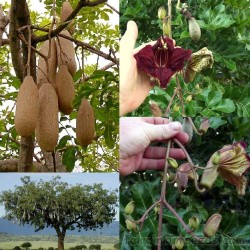 Sausage Tree Seeds (Kigelia pinnata) 2.049999 - 9