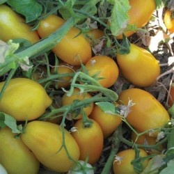 Semillas de tomate Mini San Marzano Amarillo y rojo 1.95 - 5