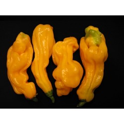 Sementes Da Pimenta - Goronong 2.5 - 1