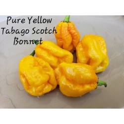 Scotch Bonnet Yellow Chili Seeds 2 - 1