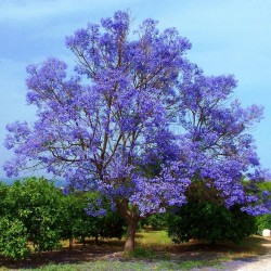 Jakaranda, Palisanderträ Frön (Jacaranda mimosifolia) 2.5 - 1