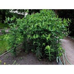 Semillas De Tártago (Euphorbia lathyris) 2.45 - 1
