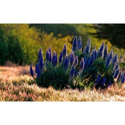 Blauer Natternkopf Samen - Stolz von Madeira 1.5 - 5
