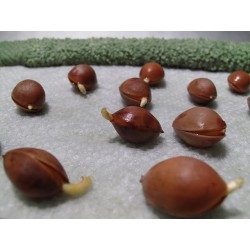 Sementes de nogueira-do-japão (Ginkgo biloba) 3.5 - 6