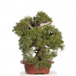 Juniperus chinensis Bonsai Seeds 1.5 - 1