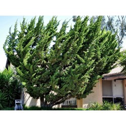 Juniperus chinensis Bonsai Seeds 1.5 - 3