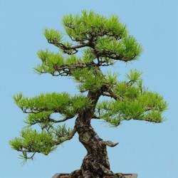Graines de Bonsai (Pinus densiflora) 1.5 - 3