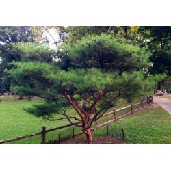 Σπόροι Ιαπωνικό Πεύκο Bonsai (Pinus densiflora) 1.5 - 2