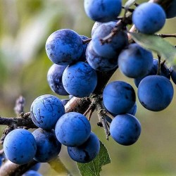 Semillas de Endrino (Prunus spinosa) 1.85 - 1