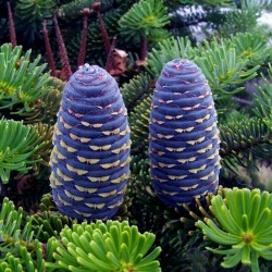 Sementes de Pinus sibirica 3.95 - 7