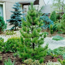 Sibirski Kedar - Bor Seme (Pinus sibirica) 3.95 - 3