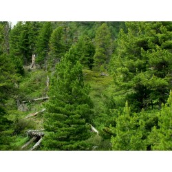 Semillas de Pino piñonero (Pinus sibirica) 3.95 - 4