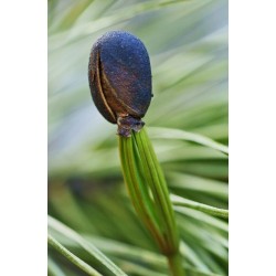 Sementes de Pinus sibirica 3.95 - 5