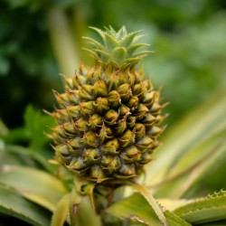 Σπόροι ανανάς "pineapple" 3.5 - 5