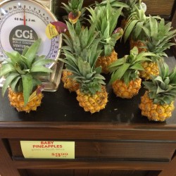 Ananas nanus 'Miniature Pineapple' Seeds 3 - 3