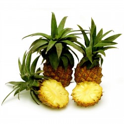 Källor Ananas nanus "Miniature Pineapple" 3 - 4