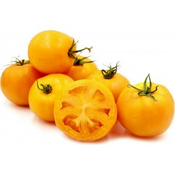 Semillas De Tomate Golden Jubilee 1.55 - 2
