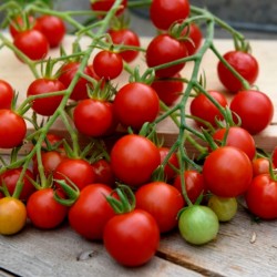 Sementes de Tomate SUPERSWEET 100 1.85 - 2