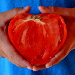 Tomato Seeds Oxheart - Bull's Heart 1.75 - 2