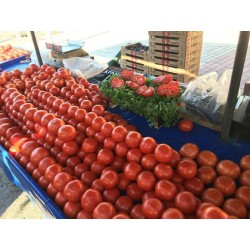 Sementes  de tomate Hidropônico DRAMA PETROUSA 1.65 - 2