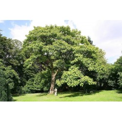 Kejsarträd Frön (Paulownia tomentosa) 1.95 - 1