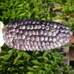 Graines de Maïs des Andes Noir Violet Blanc "K'uyu Chuspi" 2.45 - 11