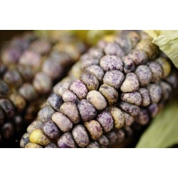 Graines de Maïs des Andes Noir Violet Blanc "K'uyu Chuspi" 2.45 - 8