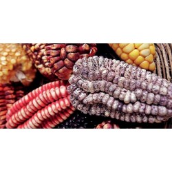 Semillas de maíz peruano Negro violeta blanco "K'uyu Chuspi" 2.45 - 9