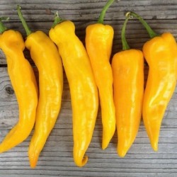 MARCONI Yellow Sweet Pepper Seeds 1.65 - 2