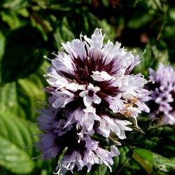 Σπόρος μέντα (Mentha × piperita) 2.5 - 2