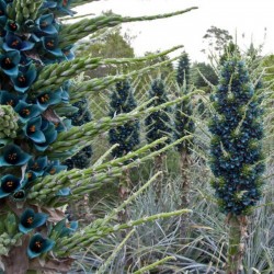 Σπόροι Μπλε Puya (Puya berteroniana) 3.65 - 5