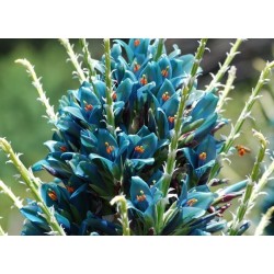 Σπόροι Μπλε Puya (Puya berteroniana) 3.65 - 13