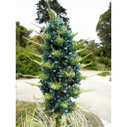 Σπόροι Μπλε Puya (Puya berteroniana) 3.65 - 19