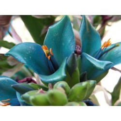 Σπόροι Μπλε Puya (Puya berteroniana) 3.65 - 28