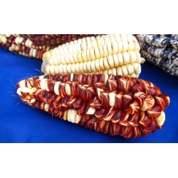 Graines de maïs Sacsa Kuski géant péruvien 3.499999 - 10