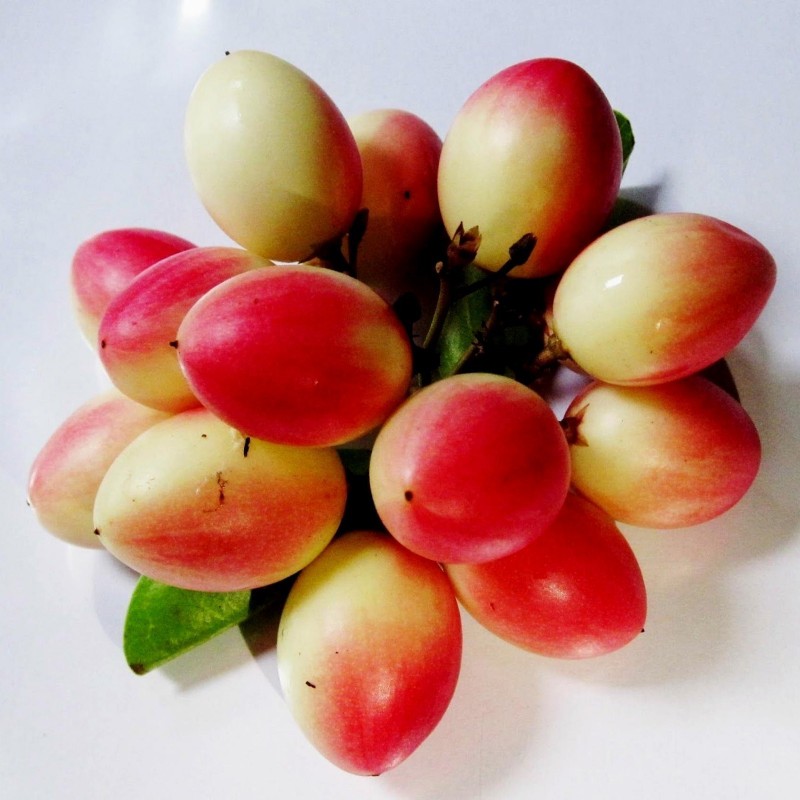 Karanda Samen - Exotische Frucht (Carissa carandas) 2.4 - 1