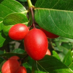 Karanda Samen - Exotische Frucht (Carissa carandas) 2.4 - 2