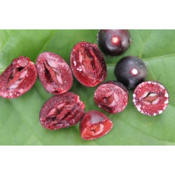 Karanda Samen - Exotische Frucht (Carissa carandas) 2.4 - 14