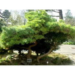 Sementes de Pinus mugo - Bonsai 1.5 - 1