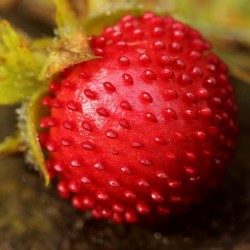 Σπόροι ινδική φράουλα (Duchesnea indica) 2.35 - 5