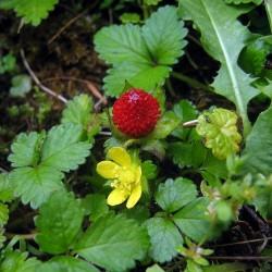 Σπόροι ινδική φράουλα (Duchesnea indica) 2.35 - 2