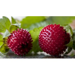 Σπόροι ινδική φράουλα (Duchesnea indica) 2.35 - 3